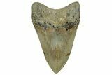 Fossil Megalodon Tooth - North Carolina #328832-1